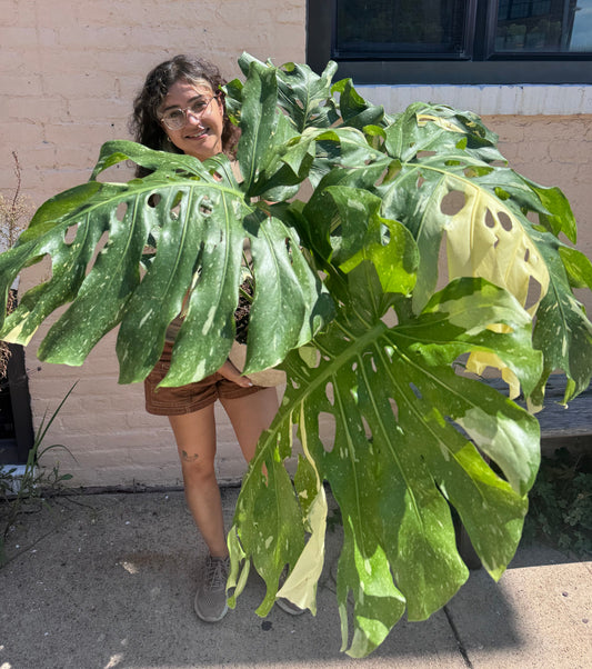 Monstera Deliciosa 'Thai Constellation'