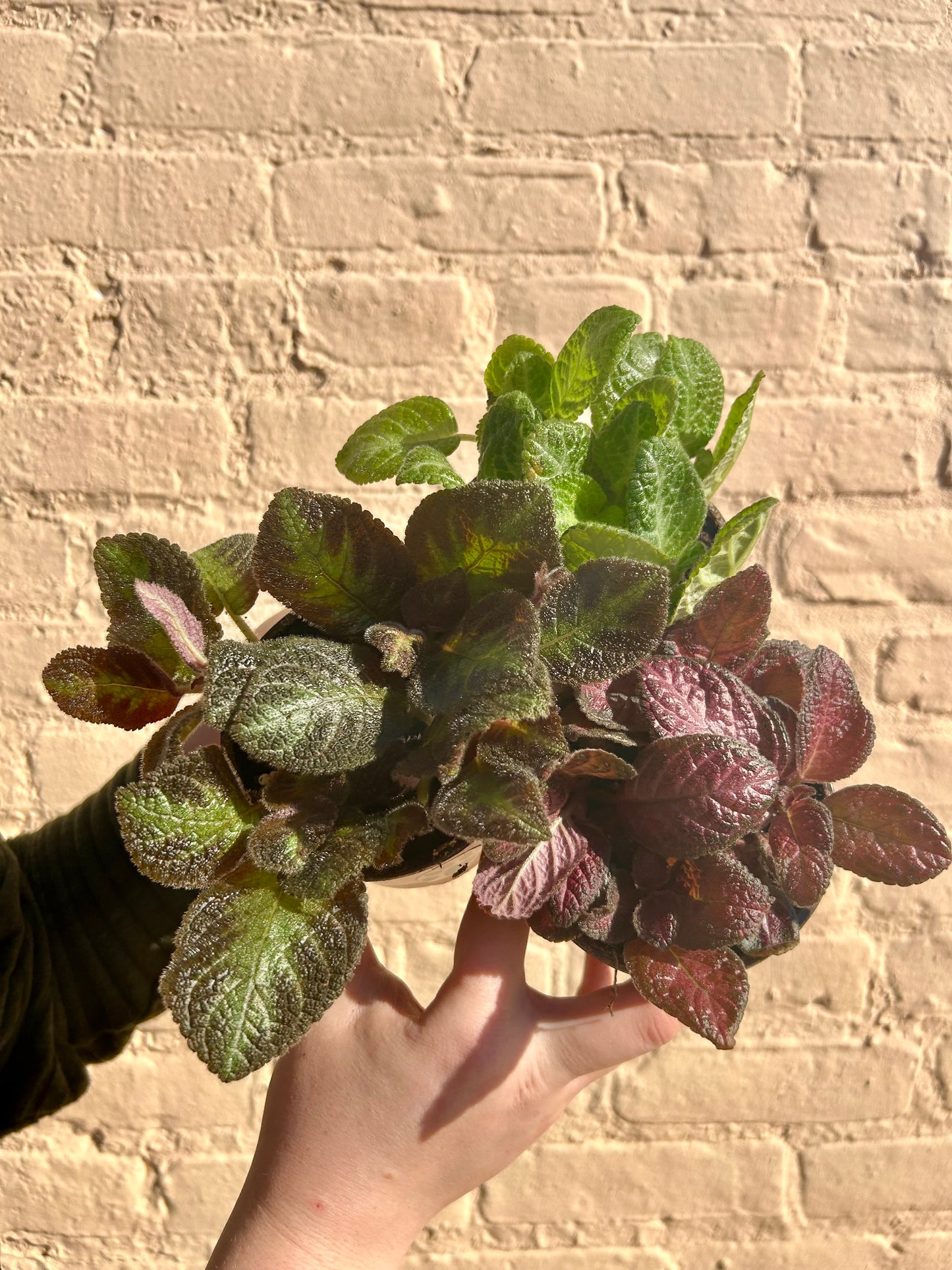 Episcia cupreata