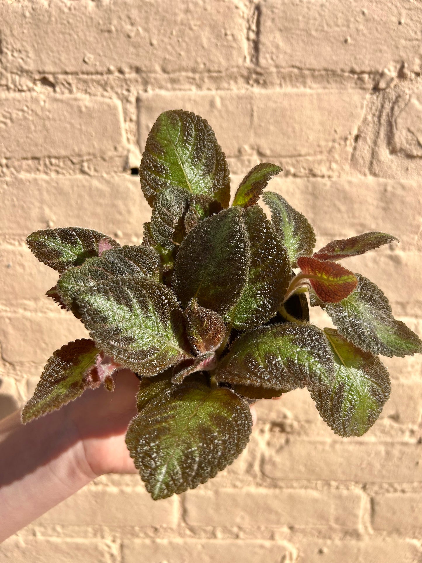 Episcia cupreata