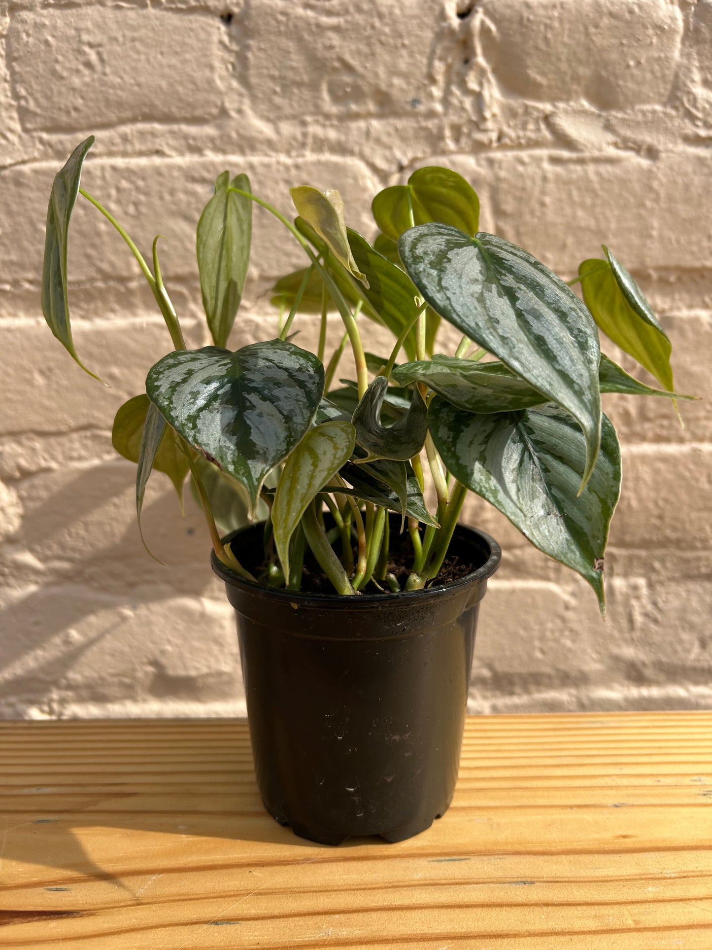 Philodendron brandtianum