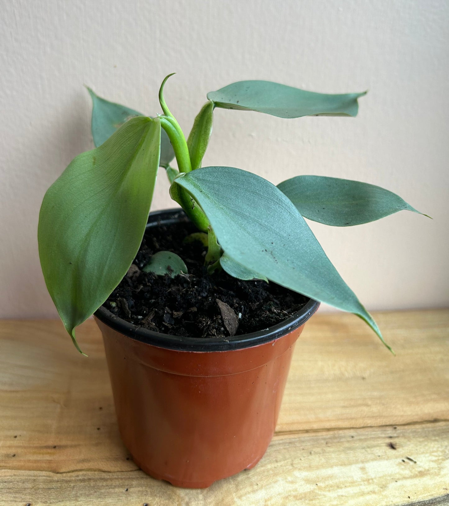 Philodendron 'Silver Sword'