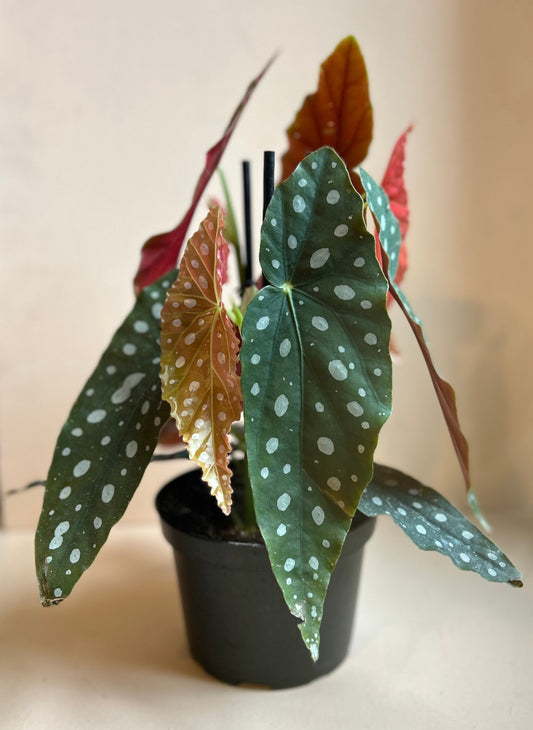 Begonia Maculata