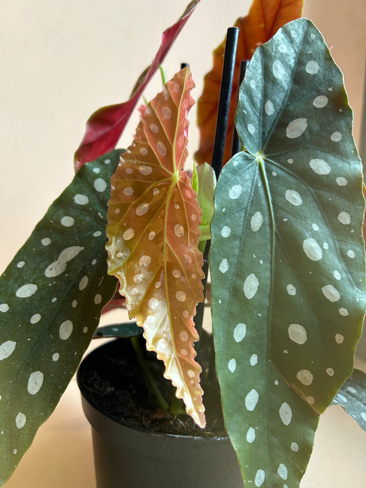 Begonia Maculata