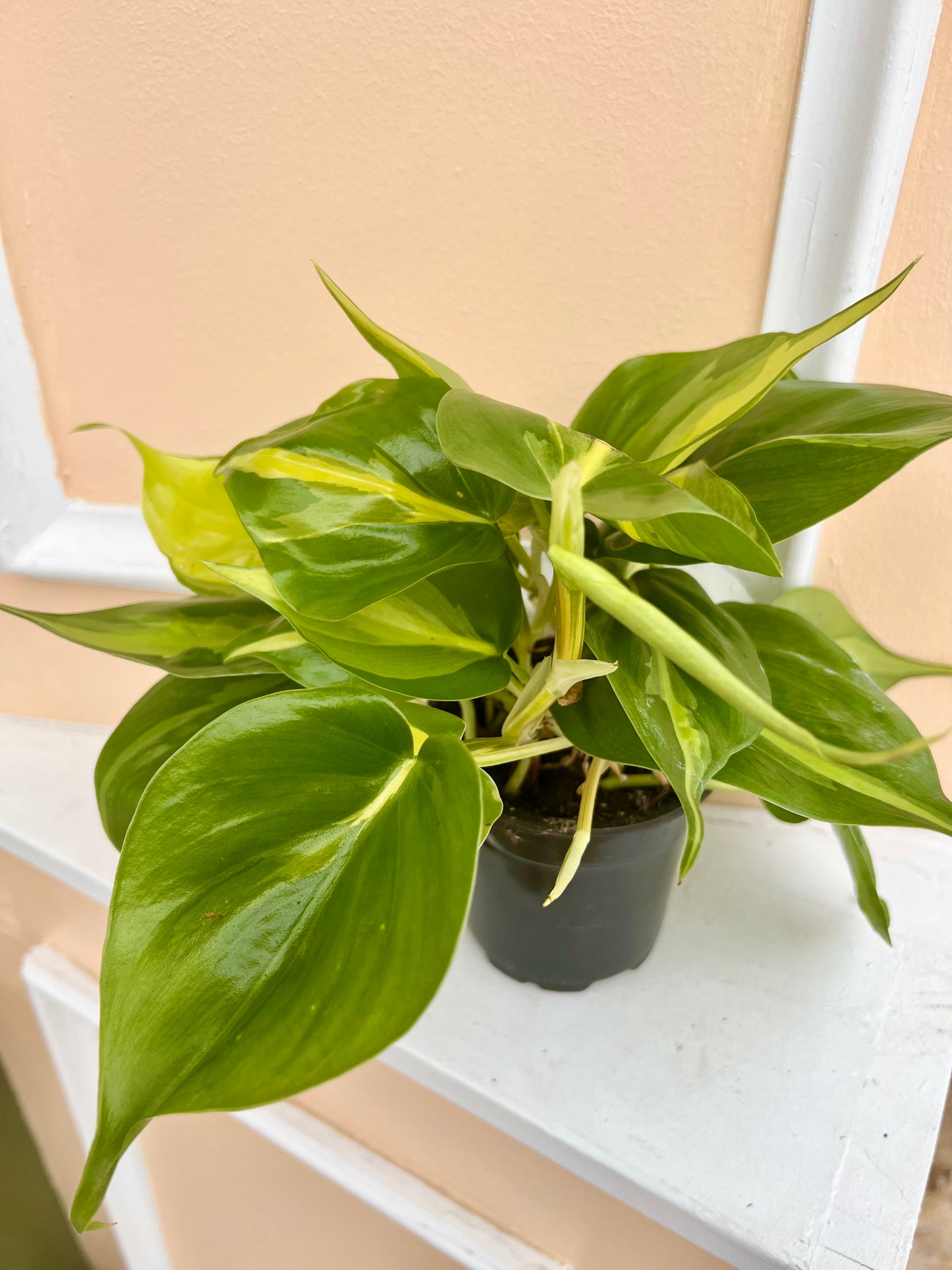 Philodendron hederaceum var. oxycardium 'Philodendron Brasil'