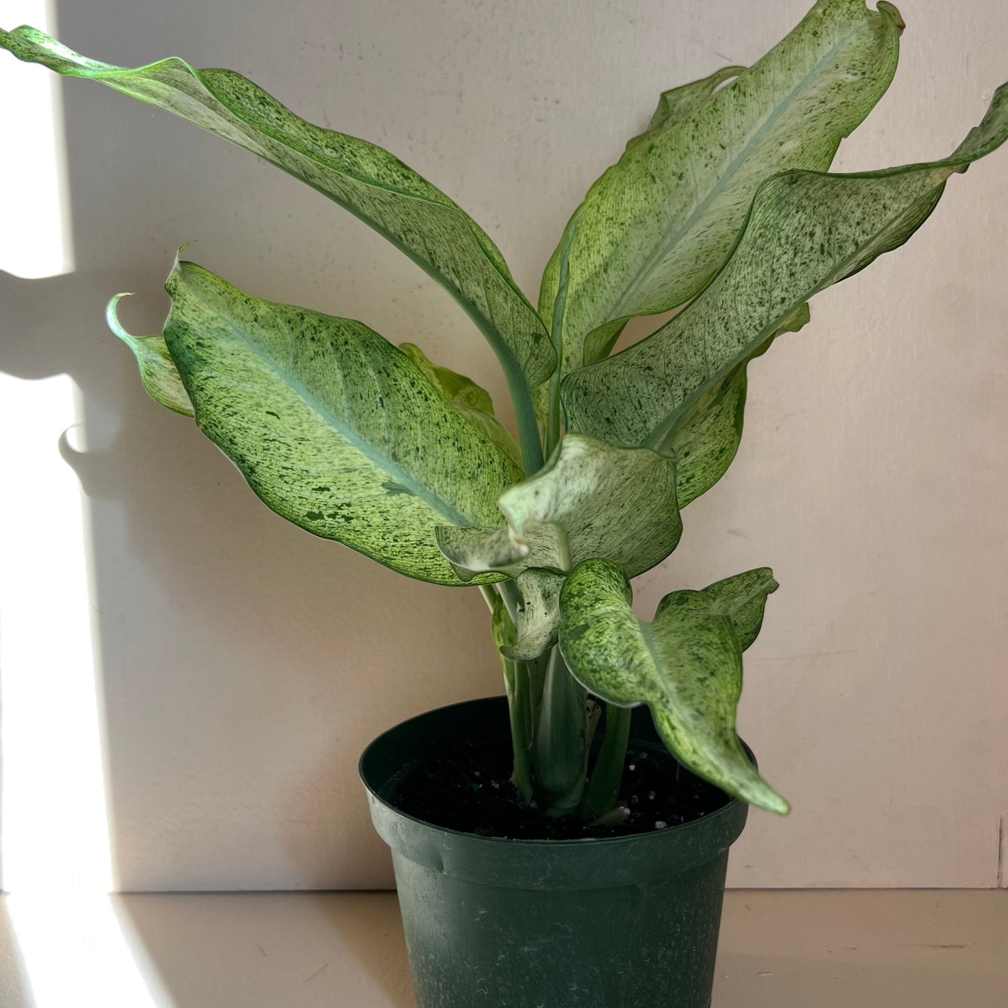 Dieffenbachia 'Camouflage'