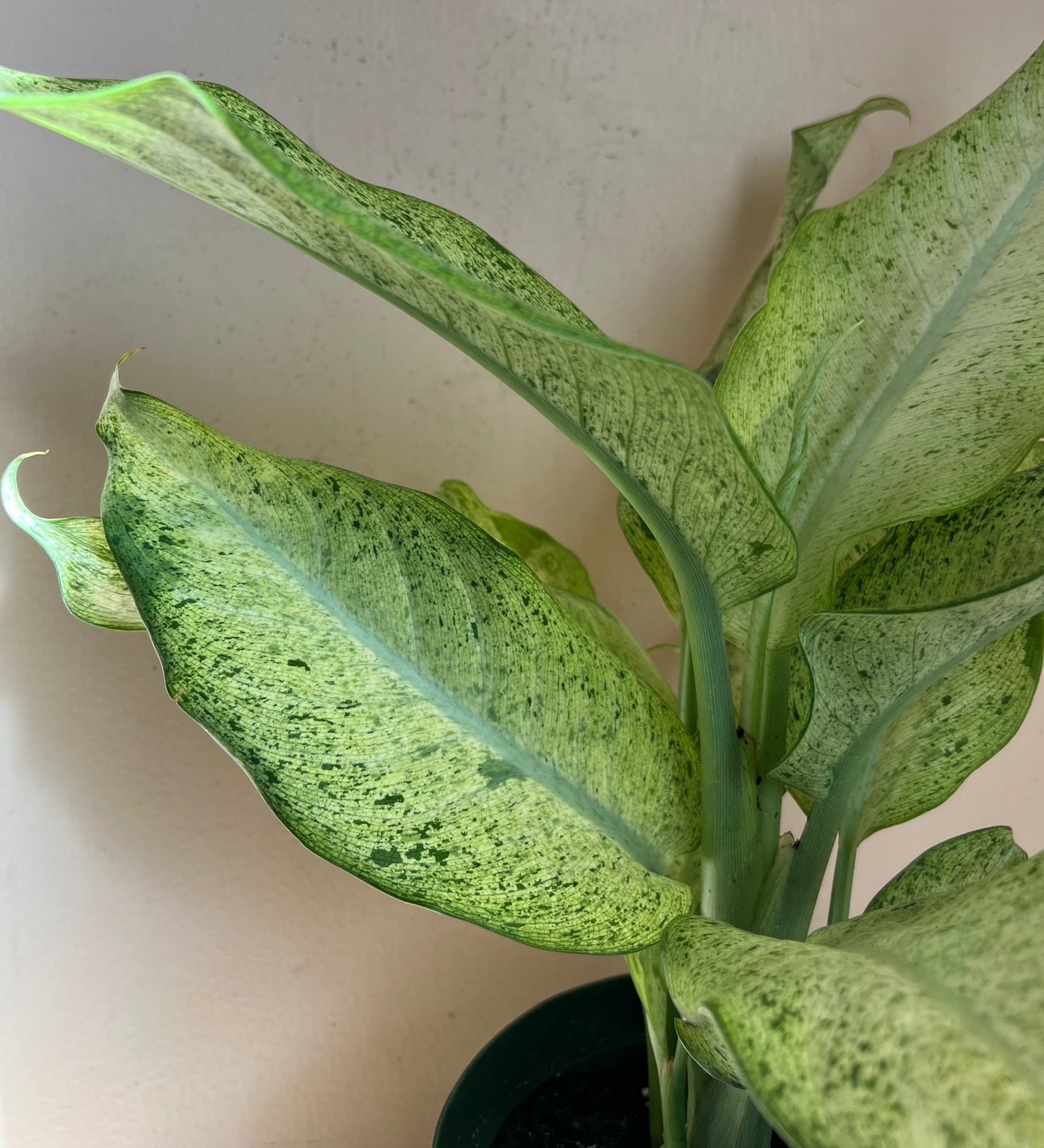 Dieffenbachia 'Camouflage'