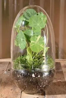 Sole Terrarium - Oval, Lg