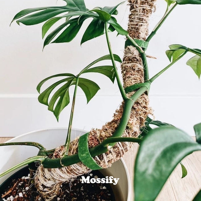 Bendable Moss Poles by Mossify