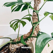 Load image into Gallery viewer, Bendable Moss Poles by Mossify
