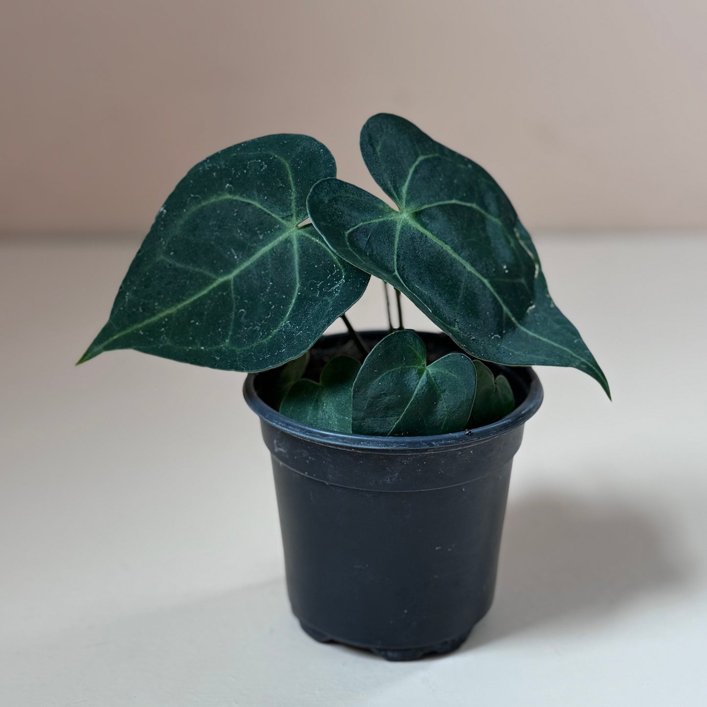 Anthurium Clarinervium Hybrid