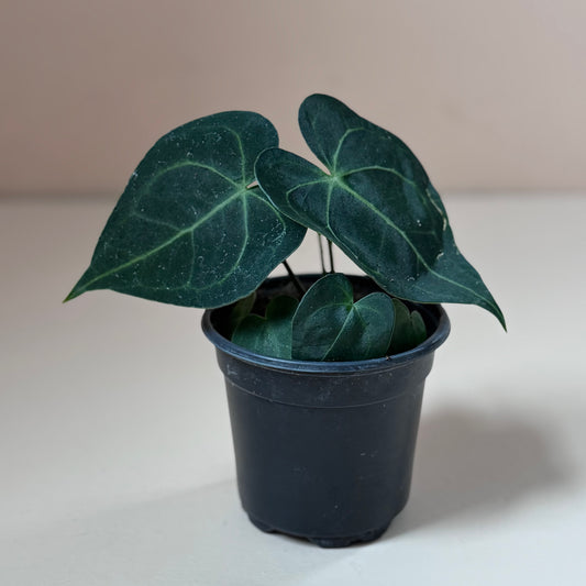 Anthurium Clarinervium Hybrid