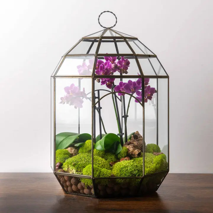 Solarium Glass Terrarium