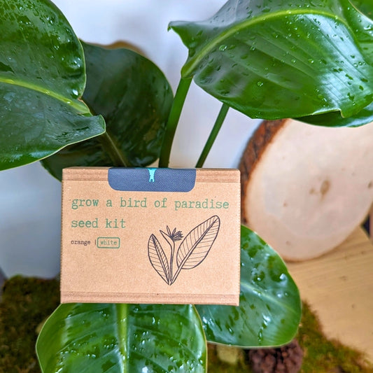 Seed Kits by Plantflix