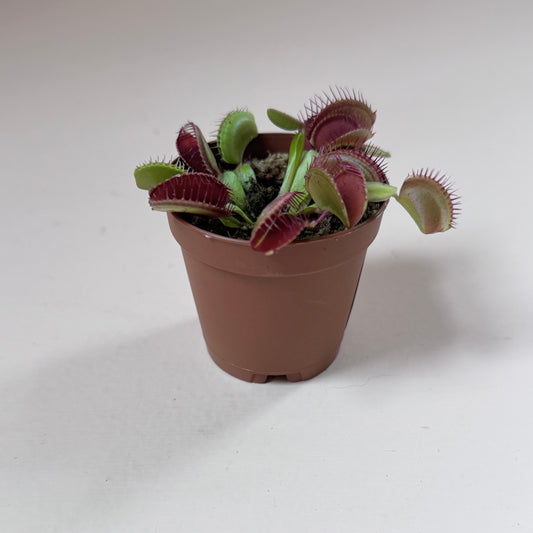 Dionaea muscipula 'Akai Ryu/Red Dragon'