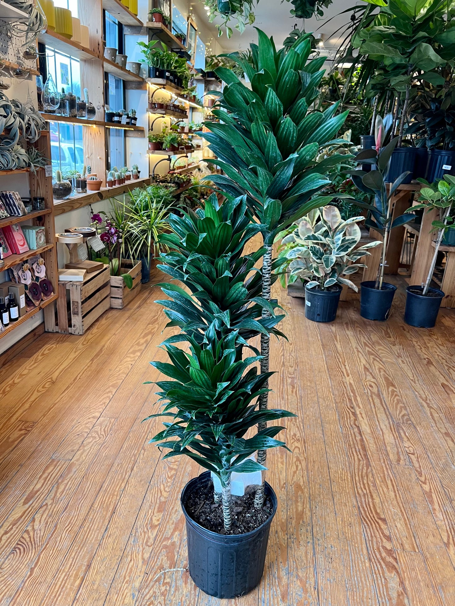 Dracaena deremensis 'Janet Craig'