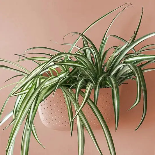 Wally Living Wall Planters