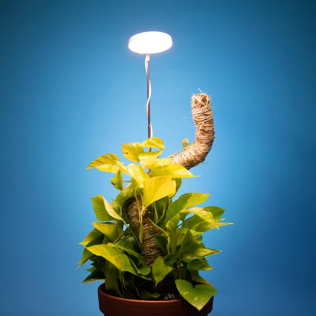 Adjustable Growlight by Mossify