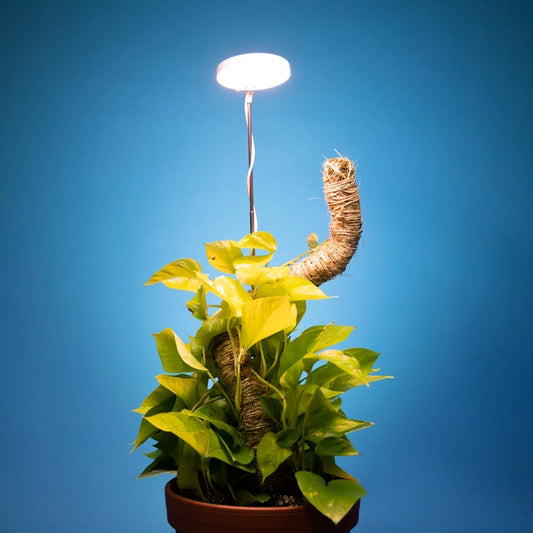 Adjustable Growlight by Mossify