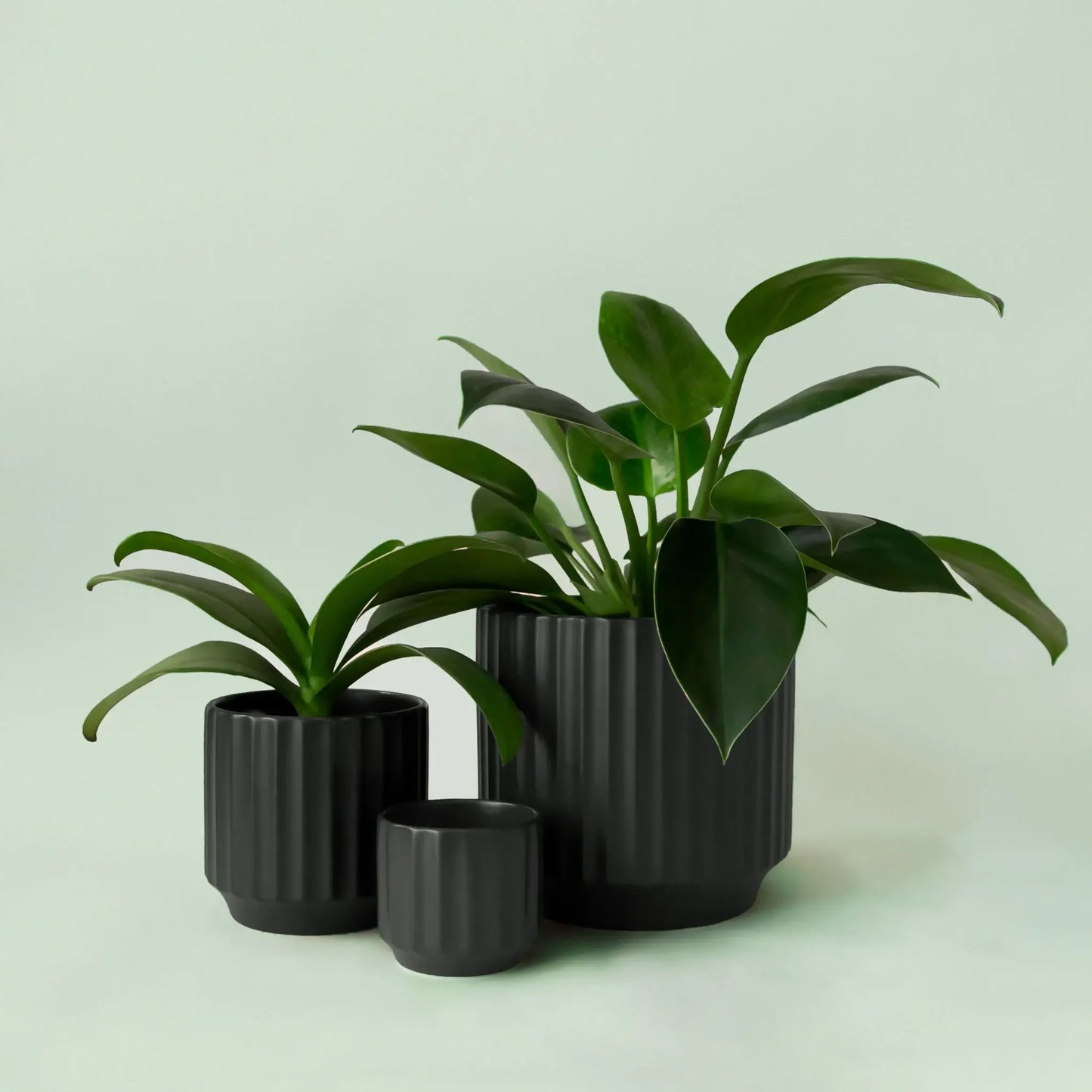 Monroe Planter | 3 to 6.75 inch