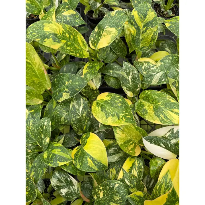 Philodendron Congo Nuclear