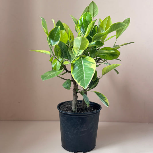 Ficus altissima 'Yellow Gem'