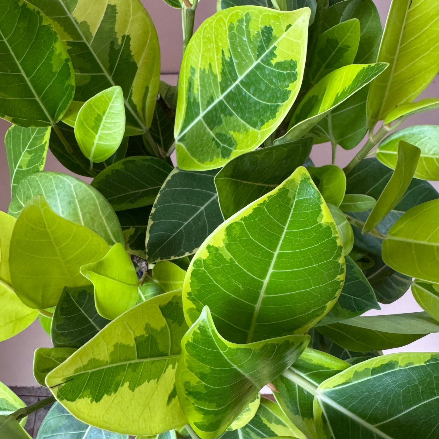 Ficus altissima 'Yellow Gem'