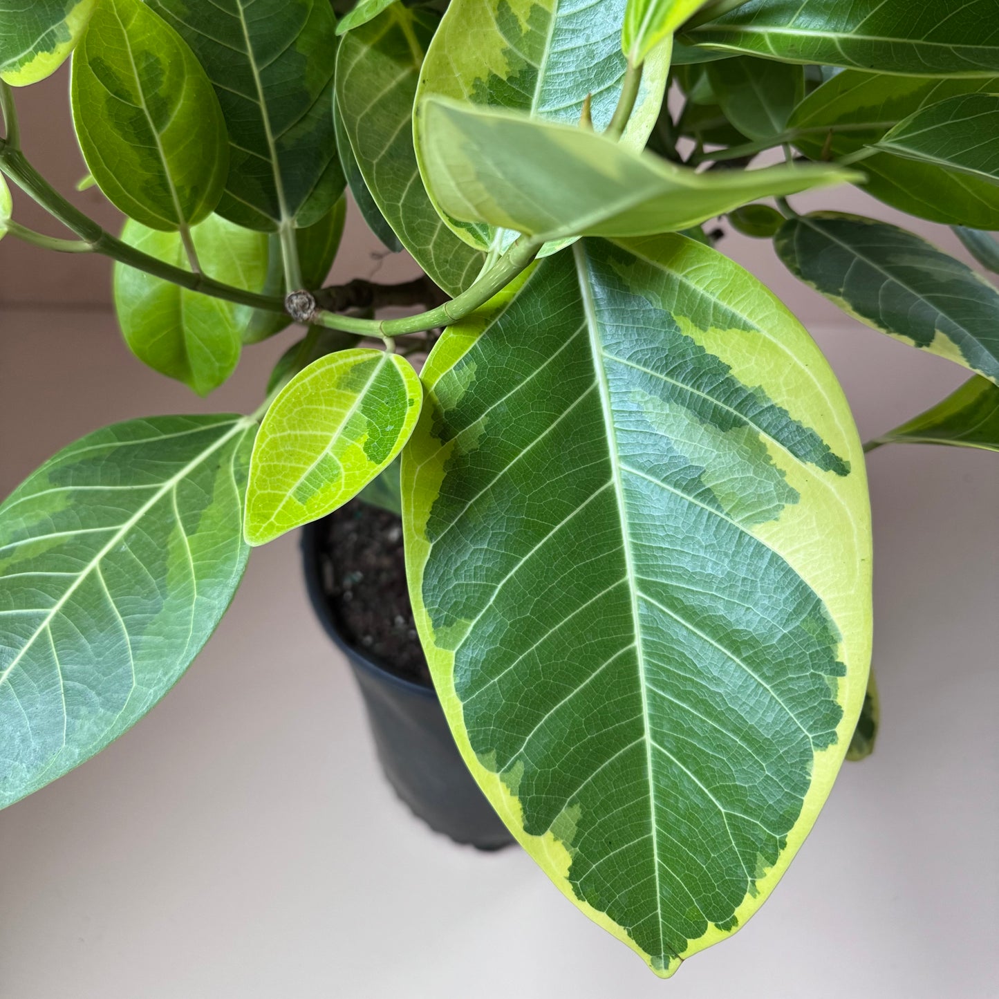 Ficus altissima 'Yellow Gem'