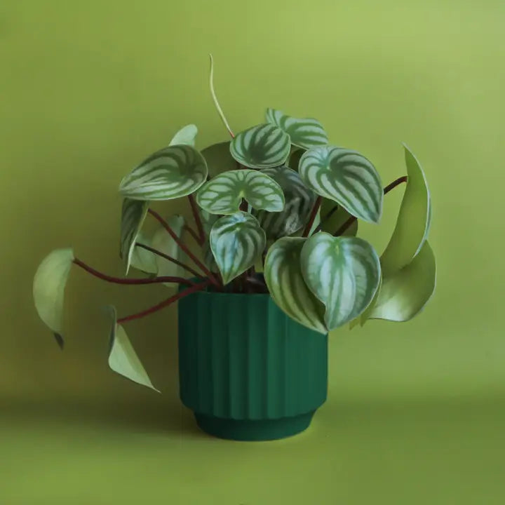 Monroe Planter | 3 to 6.75 inch