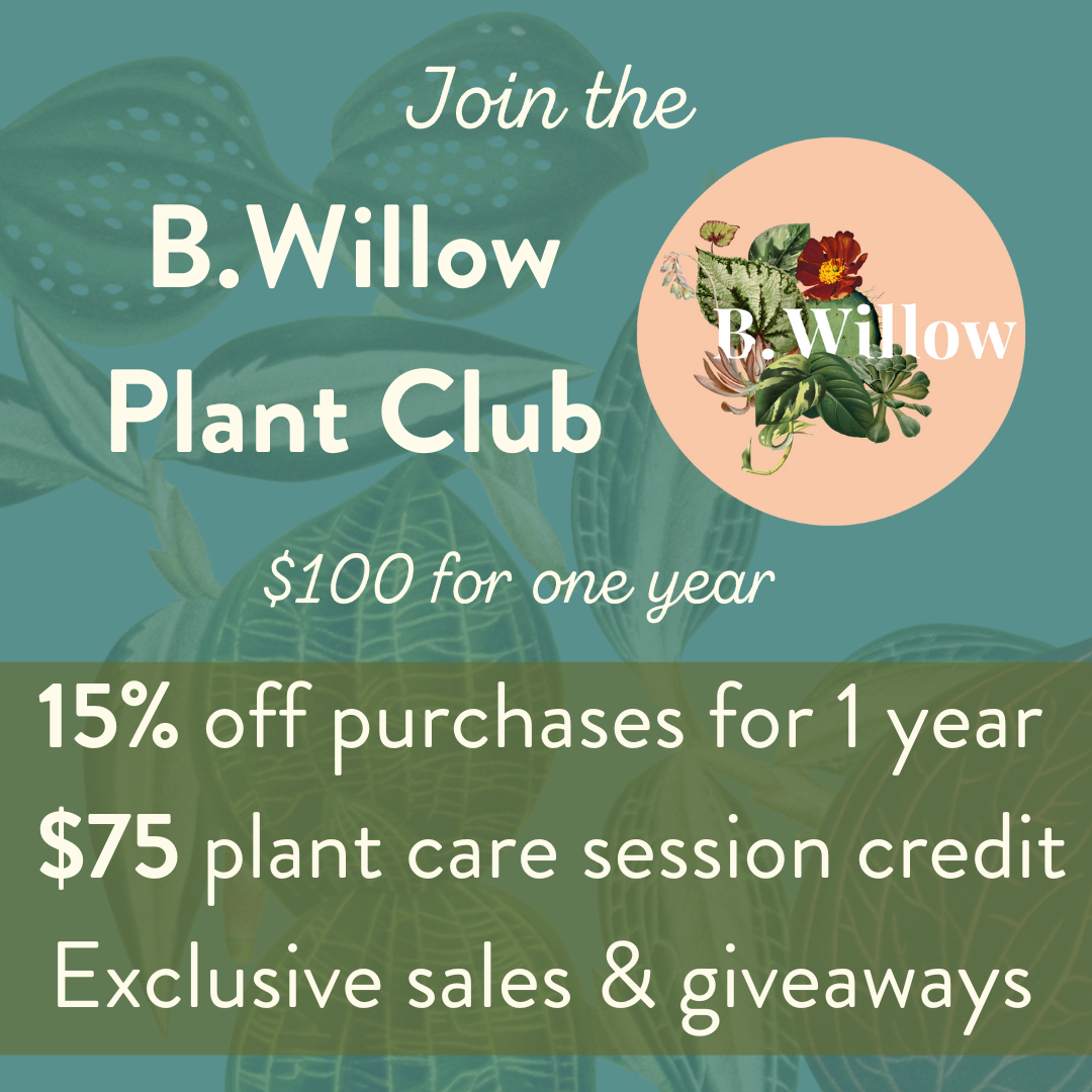 B.Willow Plant Club!