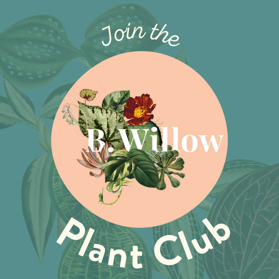 B.Willow Plant Club!
