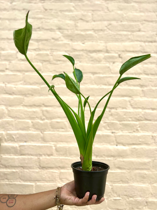 Alocasia 'Tiny Dancer'