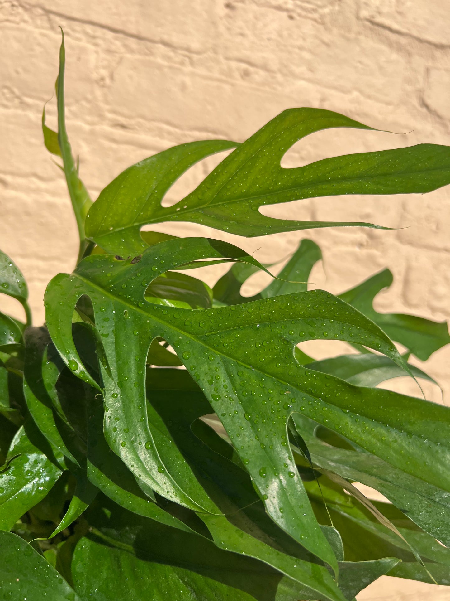 Epipremnum pinnatum 'Baltic Blue Pothos'