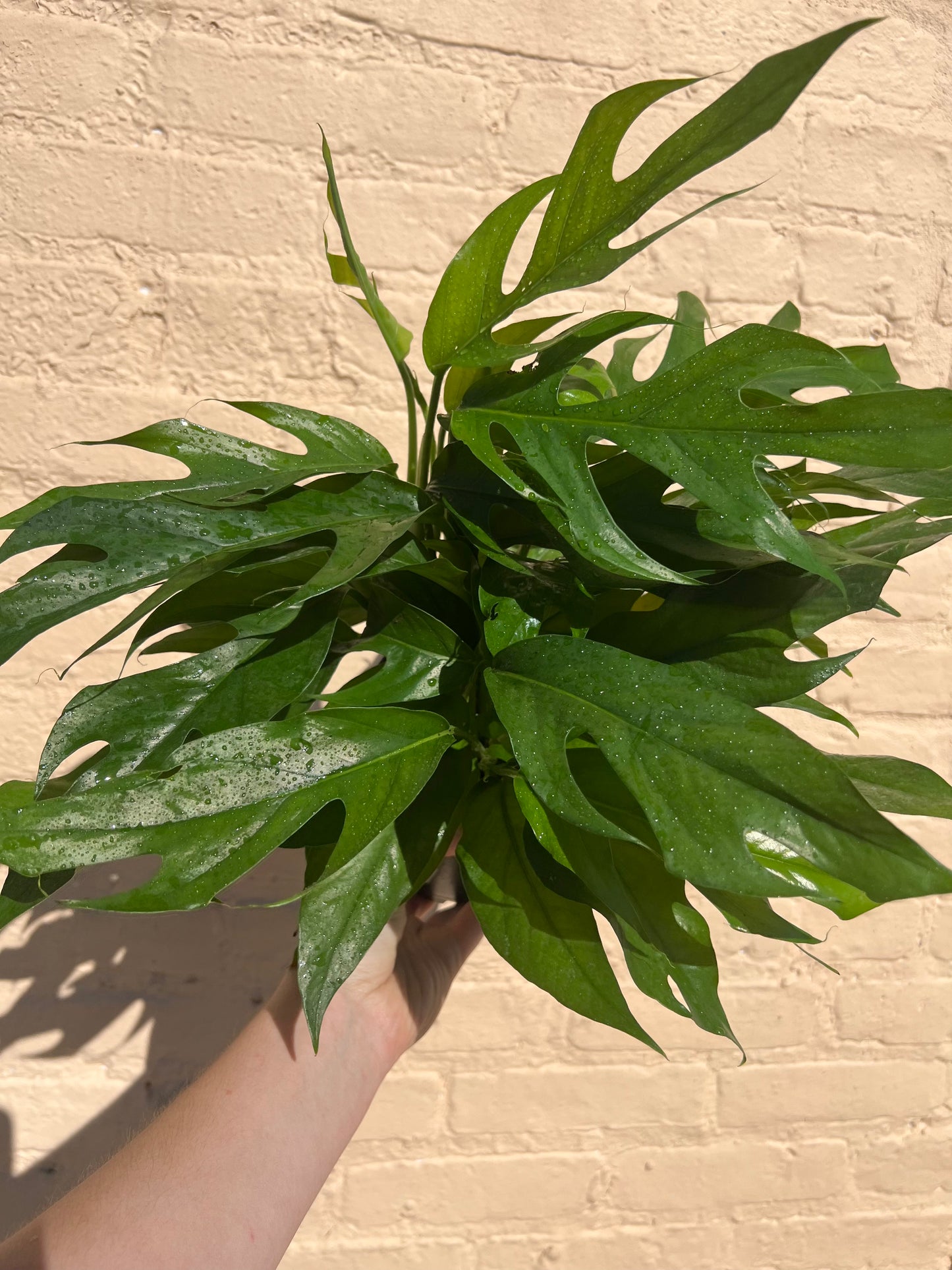 Epipremnum pinnatum 'Baltic Blue Pothos'