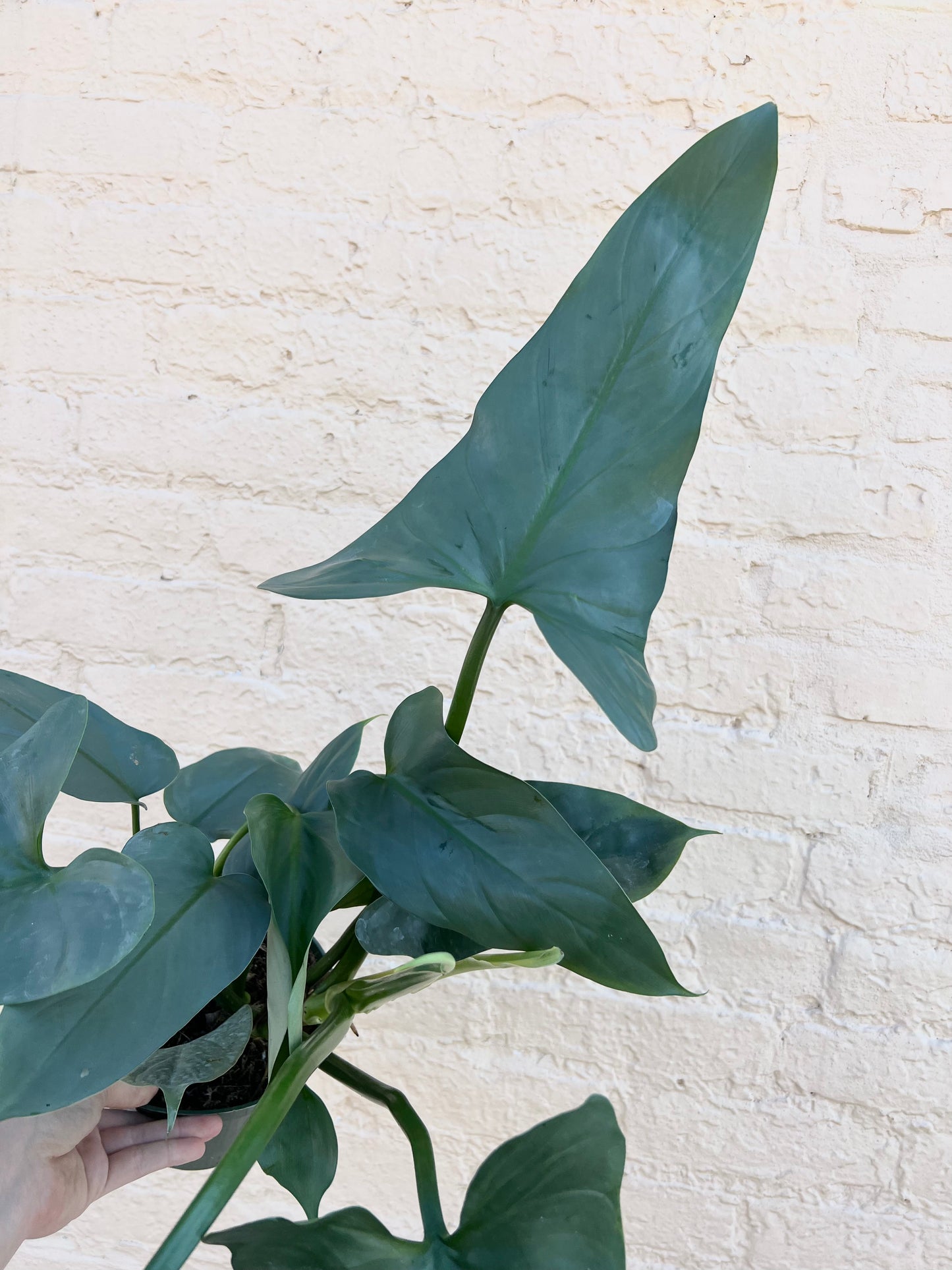 Philodendron 'Silver Sword'