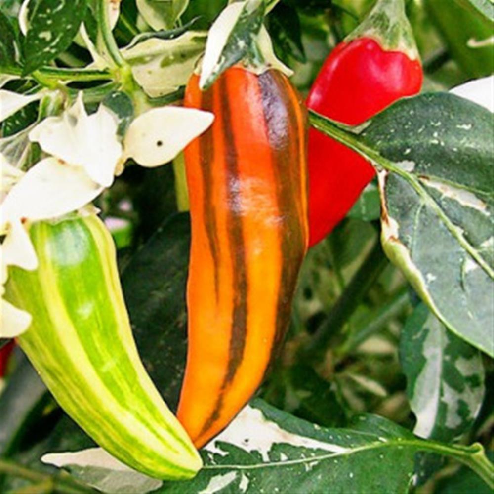 Maryland Fish Pepper Plant