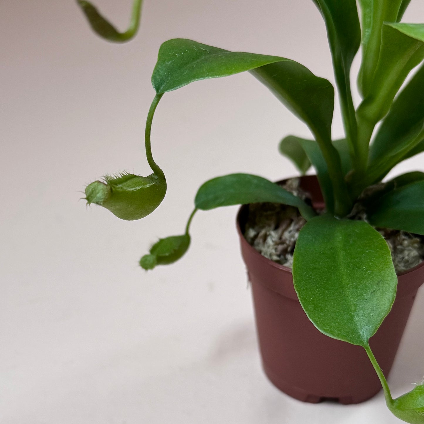Nepenthes 'Pitcher Plant'