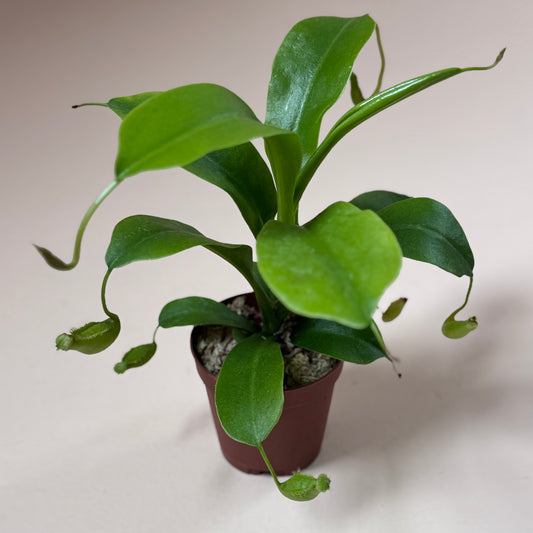 Nepenthes 'Pitcher Plant'