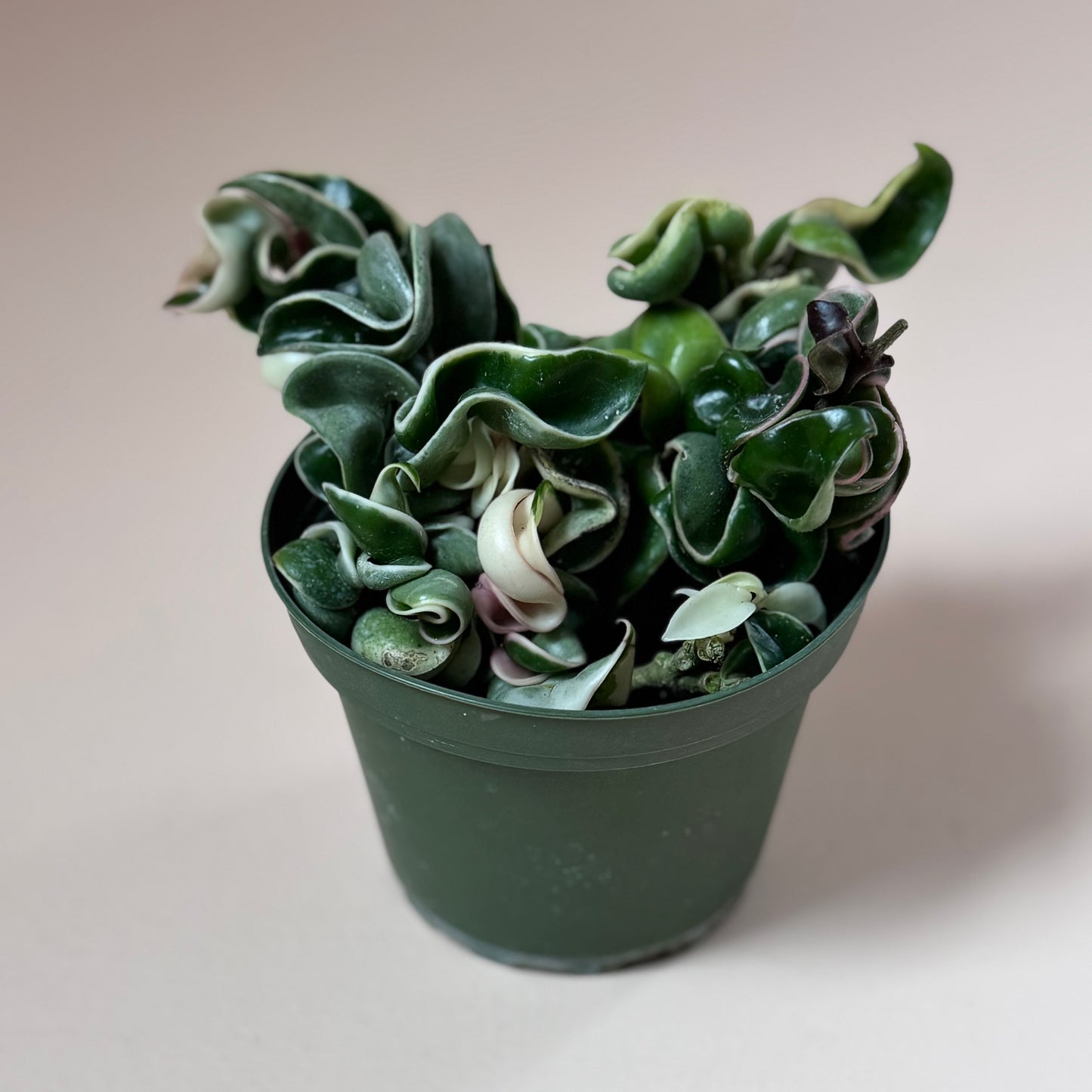 Hoya carnosa compacta "Rope Hoya" variegated