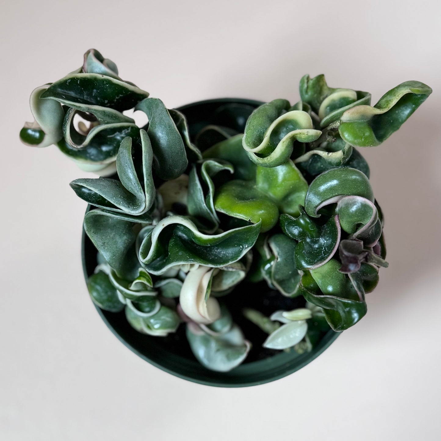 Hoya carnosa compacta "Rope Hoya" variegated