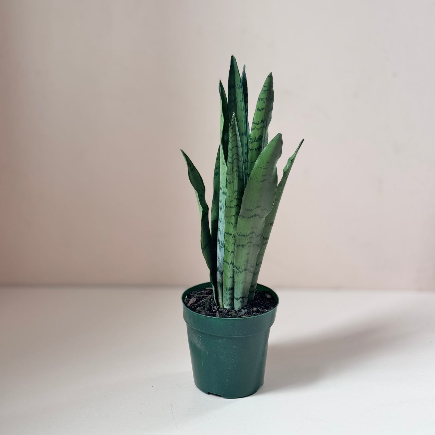 Sansevieria 'Spearmint'