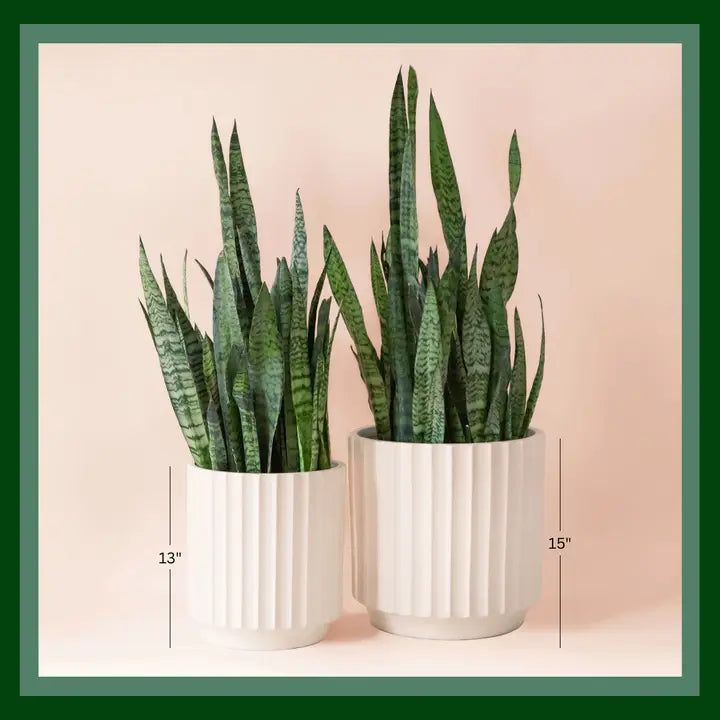 Monroe Planter | 10 & 12 inch