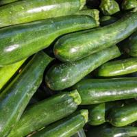 Zucchini Plant