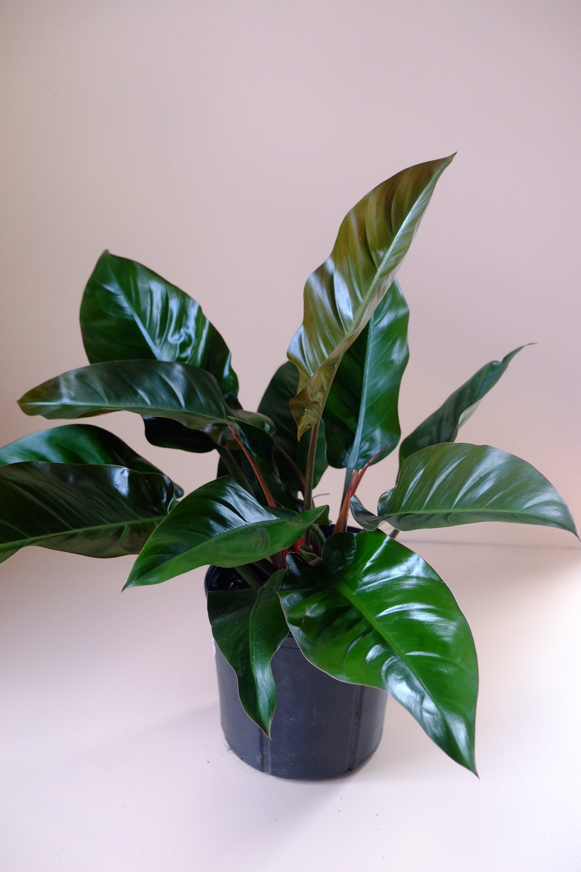 Philodendron 'Red Imperial'