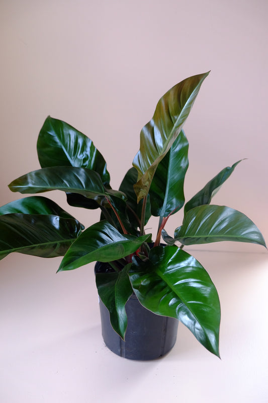 Philodendron 'Red Imperial'