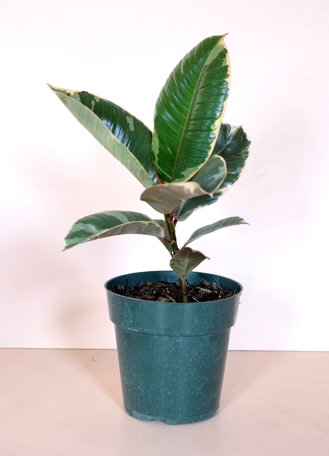 Ficus elastica 'Tineke'