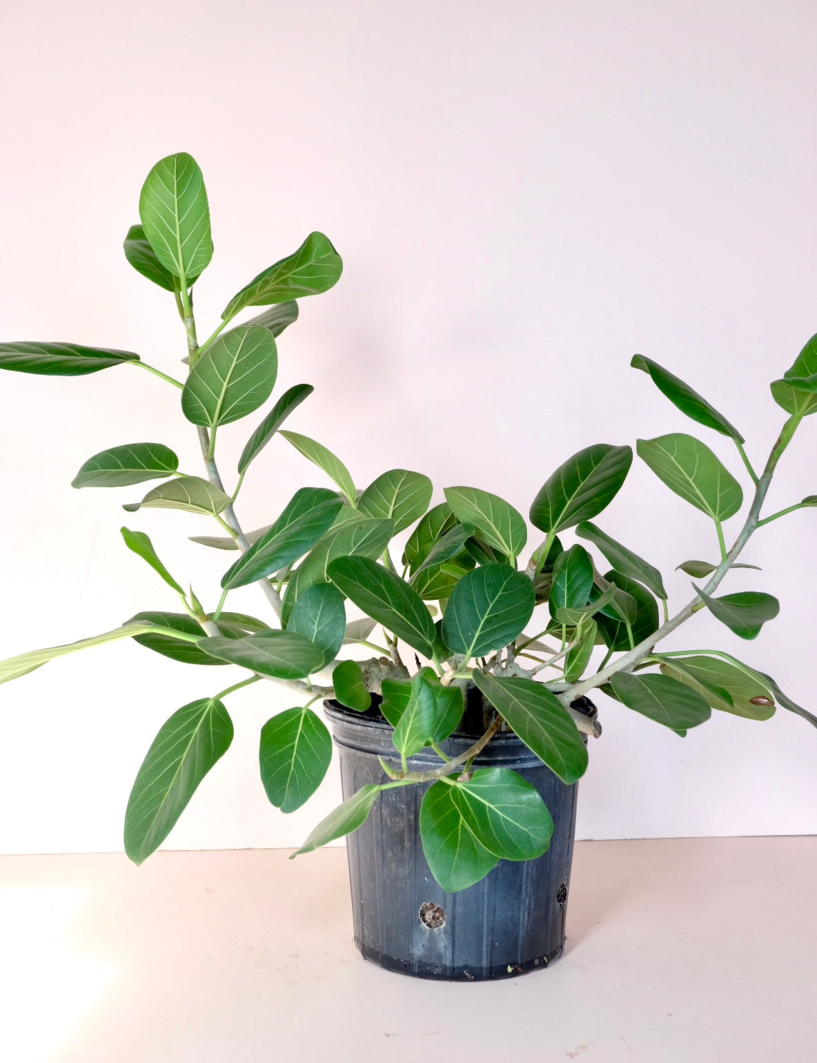 Ficus benghalensis 'Ficus Audrey'