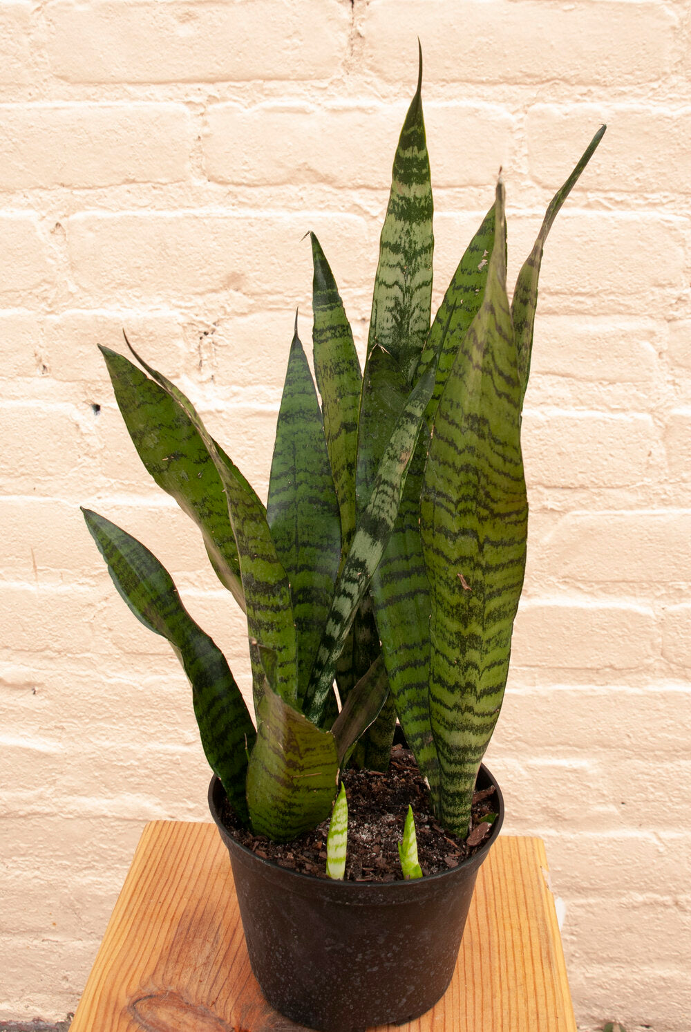 Rental Sansevieria Zeylanica