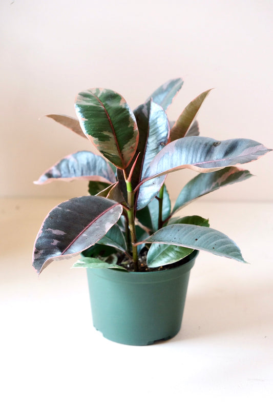 Ficus elastica 'Ruby'