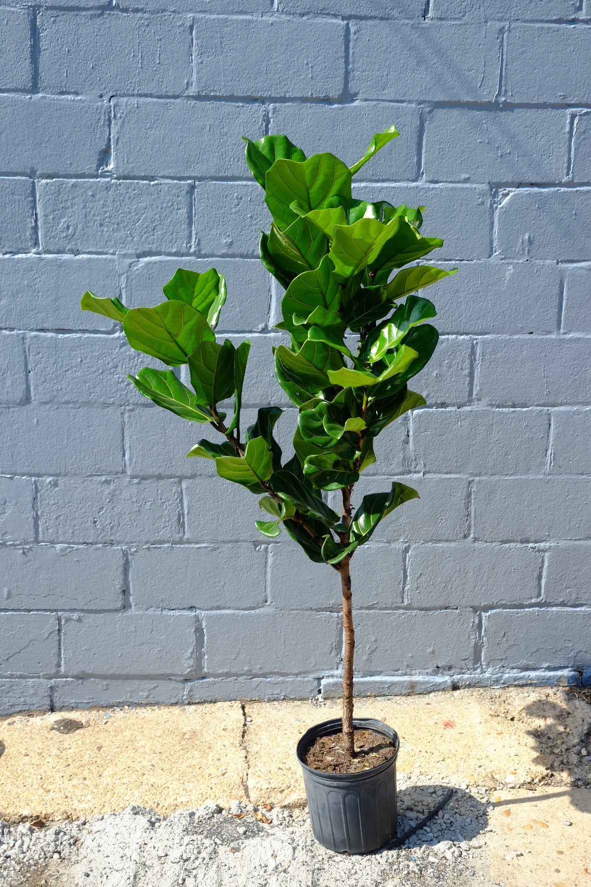 XL Ficus lyrata 'Fiddle Leaf Fig' 6-7' tall, 14" pot