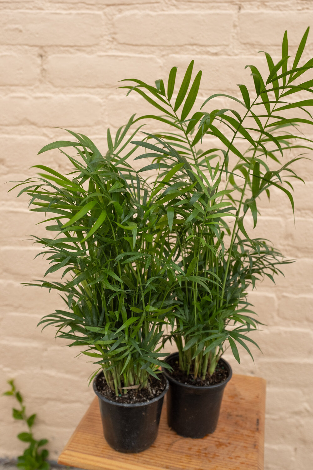 Chamaedorea elegans 'Neanthe Bella Palm'